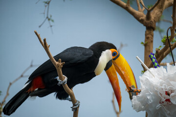 Colorful toucan perched on branch near decorative objects in nature habitat