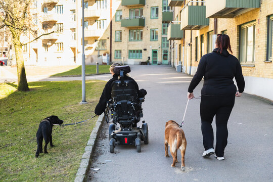Friends Enjoying a City Walk with Dogs on a Sunny Day