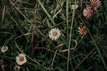 Close-up View of Delicate Wildflowers in a Lush Meadow