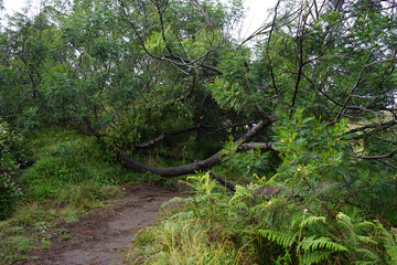 Fallen Tree Blocks Path Nature's Obstacle on Hiking Trail