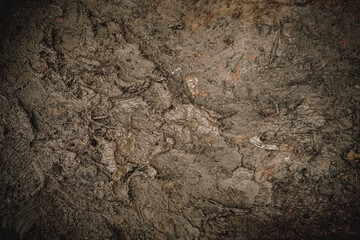 Intricate Textures of Tree Bark A Close-Up Study of Nature's Design