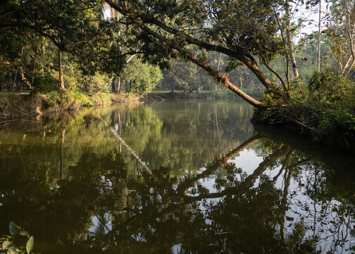 reflection of tree in a pond, West Bengal