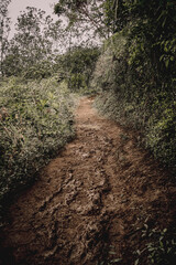Muddy Trail Path A Journey Through Lush Green Foliage