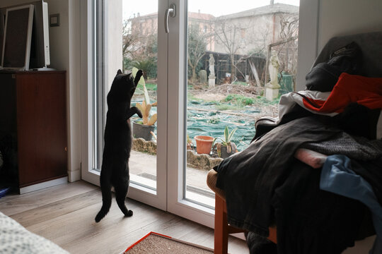 Cat wants to go outside
