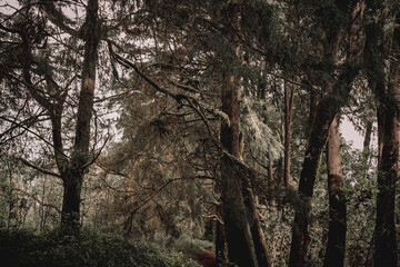 Enigmatic Forest Path Discovering the Serene Beauty of Nature's Canopy