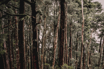 Enigmatic Forest Exploring the Deep Woods, Lush Greenery, and Ancient Trees