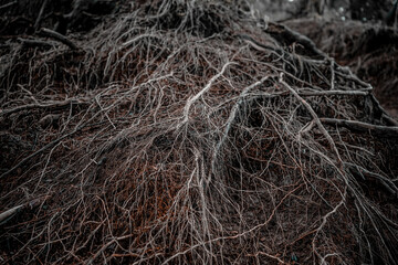 Intricate Network of Tree Roots A Dark and Mysterious Forest Floor
