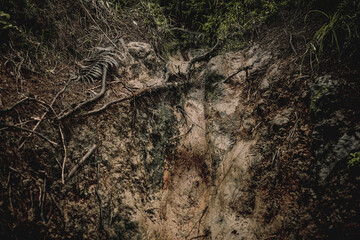 Eroded Earth Unveiling the Intricate Network of Exposed Roots and Soil