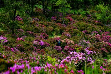 万年山のミヤマキリシマ