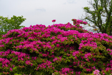 万年山のミヤマキリシマ