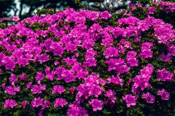 万年山のミヤマキリシマ