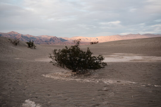 single tree in desert sand setting