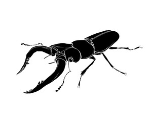 クワガタムシのリアルな白黒イラスト（白フチあり）