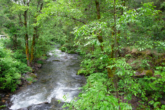 stream in the forest