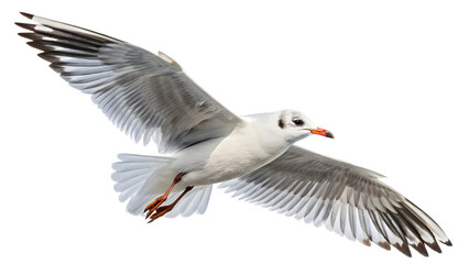 Fototapeta premium Majestic Seagull Soaring High