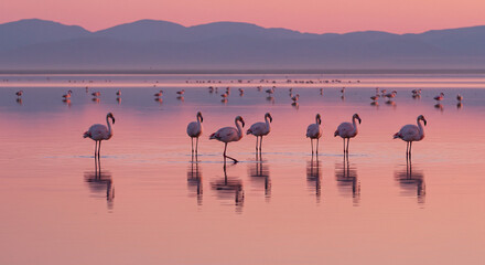 Naklejka premium flamingos at sunset lake