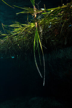 Uprooted Posidonia Seagrass Floating Underwater