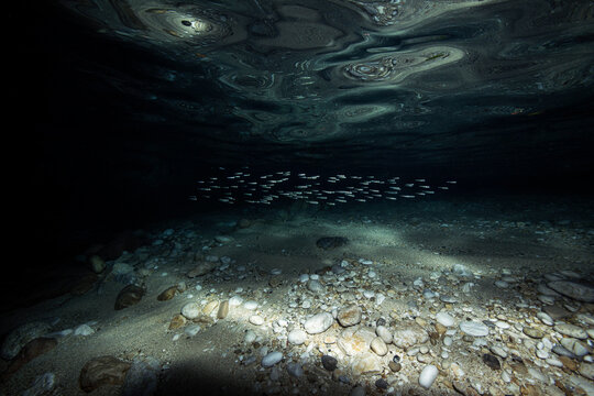 Scool of Fish in a Cave Underwater