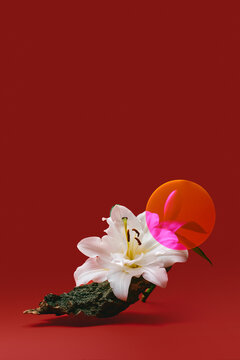 Still life with flower