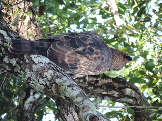 Sri Lankan Birds in Wilpattu Natioanl Park, Sri Lanka 