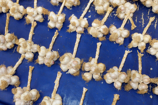 Garlic in bundles