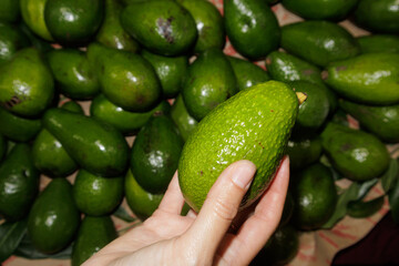 avocado in hand