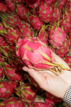 dragon fruit in hand