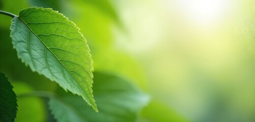Fototapeta na wymiar Green leaf macro detail in sunlight. Fresh environment, healthy concept. Eco-friendly, clean, vibrant nature. Natural summer plants, bright day, perfect wallpaper background.