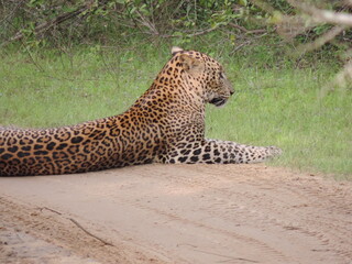 Sri Lankan Leopard in Wilpattu National Park, Sri Lanka 