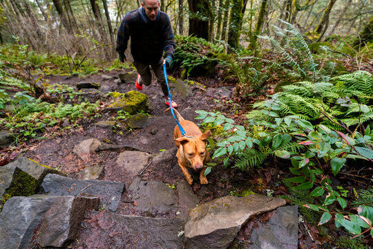 trail running dog