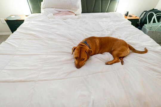 dog laying bed