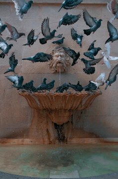 Pigeons Flocking at Fountain