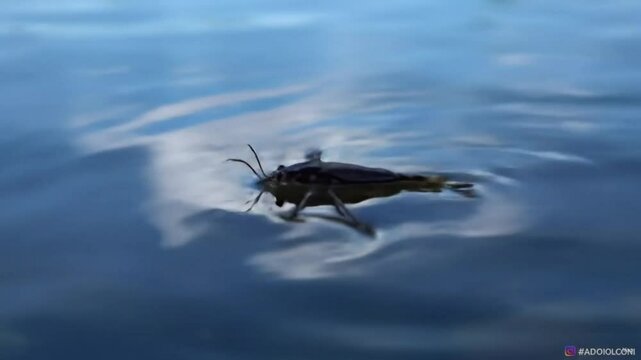 Water strider insect on calm blue water surface