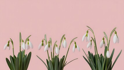 Close up of several snowdrop flowers with green leaves against a pink background view