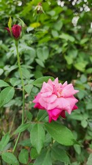 pink rose in the garden