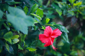 Vibrant Bloom: A close-up captures the radiant beauty of a single, red hibiscus flower in full...
