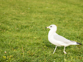 A photogenic seagull walking on the park