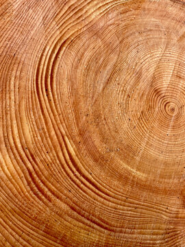 Old growth tree rings