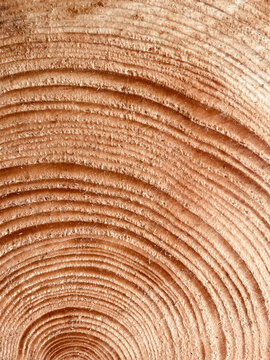 Old growth tree rings