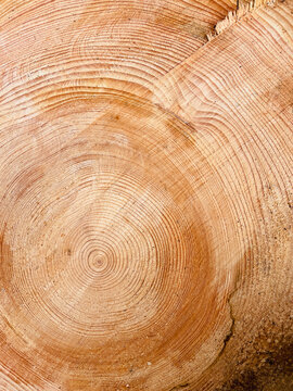 Old growth tree rings