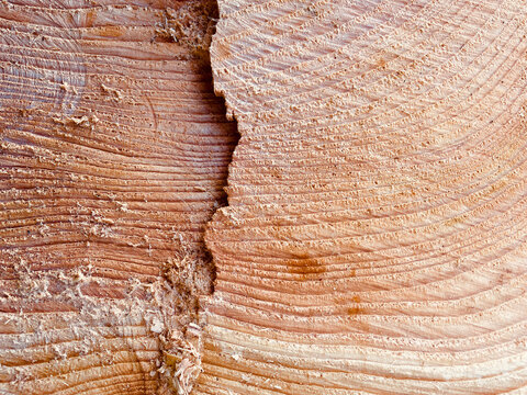 Old growth tree rings