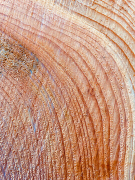 Old growth tree rings