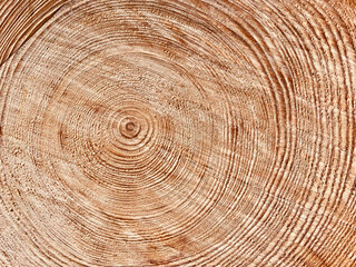Old growth tree rings