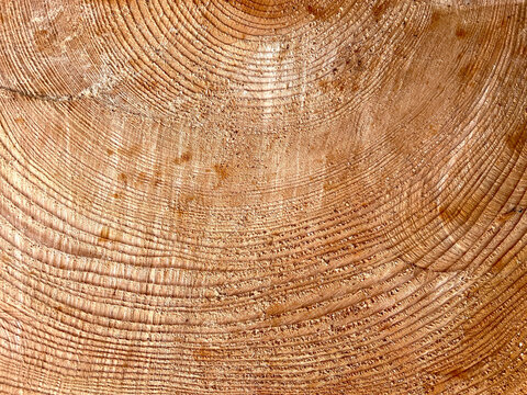Old growth tree rings