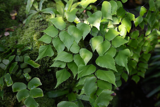 green leaves - Powered by Adobe