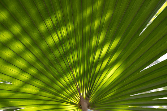 palm tree leaf

