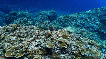 Underwater photo of a happy and smiling Parrot fish at a coral reef. From a scuba dive in Koh Lanta, Andaman Sea, Thailand.