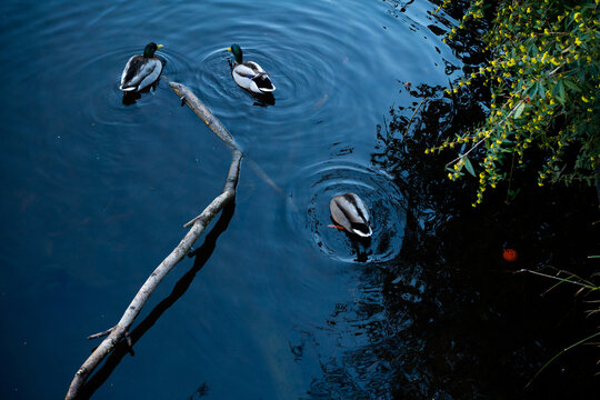 Three ducks in pond 