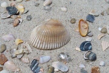Seashells on the beach in Atlantic coast of North Florida