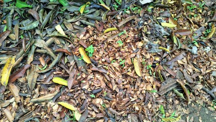 Brown autumn leaves have fallen and cover the ground, creating a natural leaf litter texture on the forest floor, a carpet of dry, dead leaves